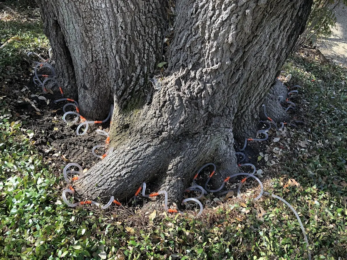 Detailed Tree Cabling and Bracing job site in Clarendon